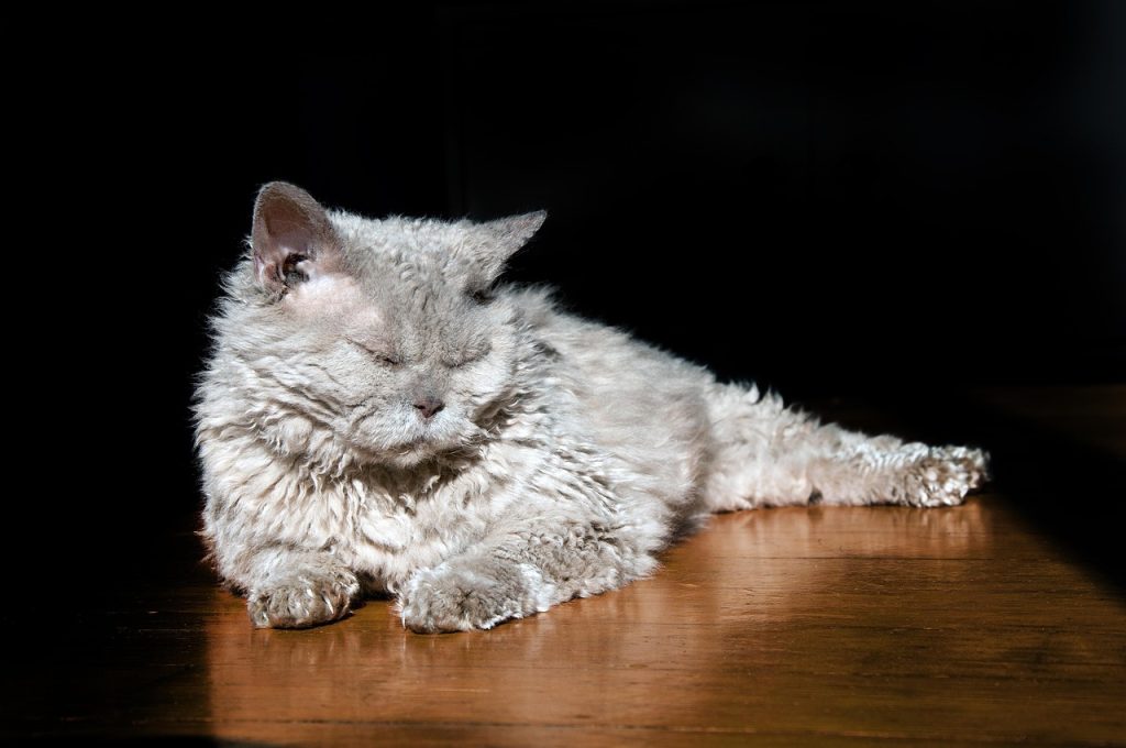 cat, animal, sheep cat, selkirk rex, lilac, nature, floor, pet, sleepy, sunbeams, enjoyment, lying, parquet